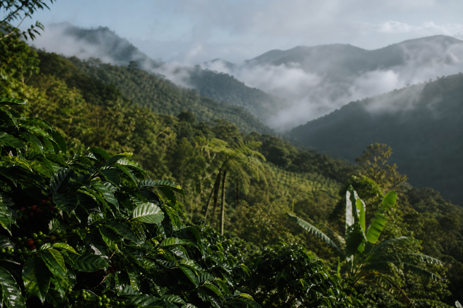Café de Adjuntas: cómo la montaña moldea la taza